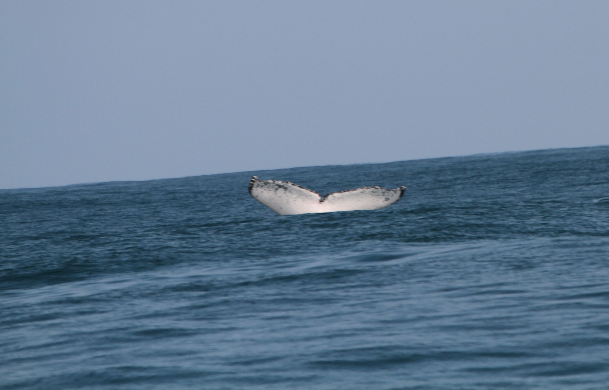A whale's tail breaking the surface off the Mozambique coast